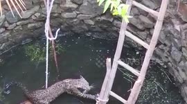 Officials rescue leopard from well in eastern India