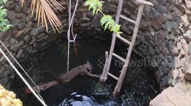 Indian firefighters lower ladder into well to help stranded leopard escape