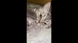 It's very cute. My grey cat purrs at her little kitten and he kisses her. Asmr