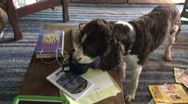 Starbarks: Adorable dog drinks coffee as a wake-me-up