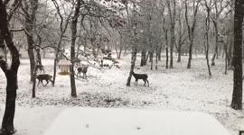 Deer in backyard snow