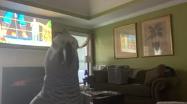 Parrot play