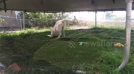 Dog plays with balloon