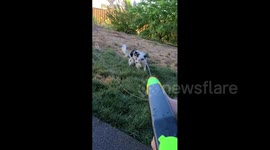Dog chases water