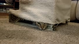 Dog watches hidden cat