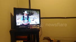 Dog barks at tv