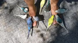 Bird feet
