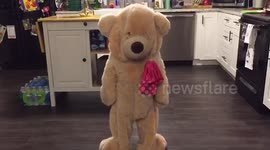 Dancing Teddy Bear