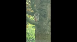 Just a squirrel sitting down and enjoying their chicken dinner.