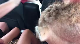 Camel eats from car