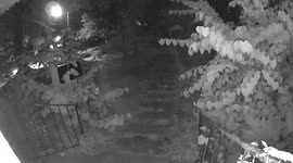 Racoon examines doorbell camera