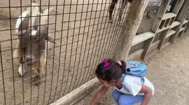 Girl shares snacks with goat