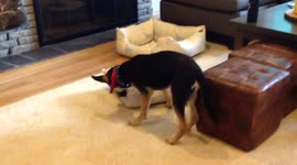 Dog bites pillow