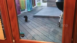 Dog watches cat through glass door