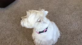 Dog ears perking up