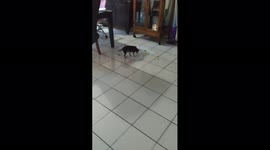 Dog still needs potty training