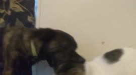 Cat fights back