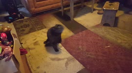 Dog scoots in circles