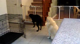 Dog squeezes through