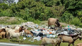 Cows and goats seen sifting through piles of plastic waste in Malaysia