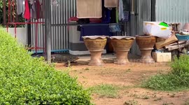 Huge wild monitor lizard caught in family's home in Thailand