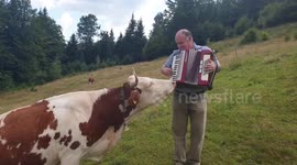 The Sound of Moo-sic! Cow is transfixed by beautiful melody from man's accordion