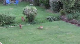UK man rewilds garden so fox family of nine who moved in can live in comfort