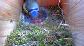 Photographer captures video showing birth and growth of blue tit chicks