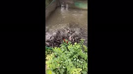 Thousands of fish jump ashore to get food from tourists