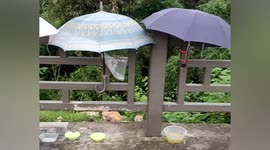 Umbrellas attached to guardrails to shield stray cats' food from rain in China