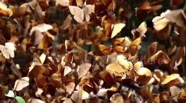China's 'butterfly outbreak' sees millions of the insect emerge at once