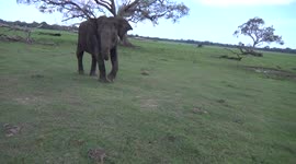 Uh-oh! Photographers' lucky escape when elephant charges them in Sri Lanka