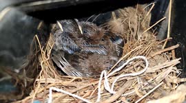 Kind-hearted Indian man doesn't touch bike for months while sparrows nest inside