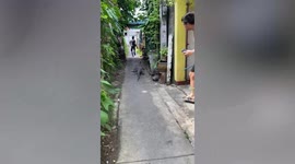 Rampaging monitor lizard chases people through alleyway
