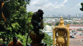 Greedy monkey grabs offering flowers to eat at Hindu Temple Malaysia