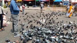 Kind visitors feed food to wild pigeons at Hindu Temple in Malaysia