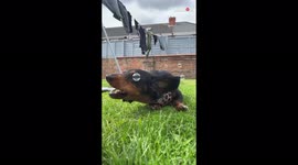 'Cute dachshund enjoying his day by attacking bubbles around him '