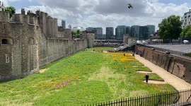 Superbloom at the Tower of London
