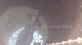 Cow falls in 40-feet deep well, rescued by officials in central India