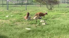 Puppies play with KANGAROO in adorable Texas critter mashup