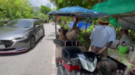 Two pet dogs ride in modified motorcycle trailer in Thailand