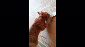The cat tears off the wallpaper in the owner's house