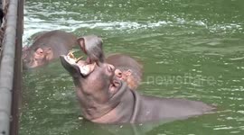 Open wide! Hippos spread their jaws for visitors to feed them lunch