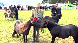 Miniature horses paraded at Royal Cornwall Show as Charles and Camilla attend