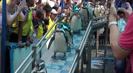 Penguins waddle along walkway towards pool at zoo in Thailand