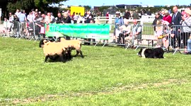 A sheepdog demonstration herding sheep at the Royal Cornwall Show