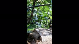Poisonous snake in restaurant. In the touristic place in Bosnia and Herzegovina
