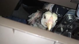 Chick rescued after burrowing into car's glove compartment