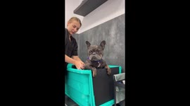 French bulldog is completely relaxed during first time at pet groomer