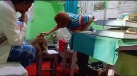 Watch -  Injured monkey with its baby tuns up at clinic for treatment in Sasaram town